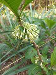 Iochroma arborescens