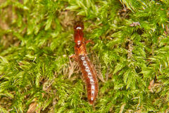 Xantholinus
