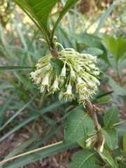 Iochroma arborescens