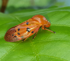 Homalostethus tabulatus