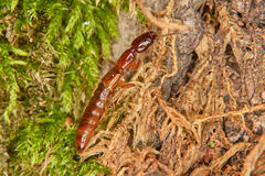 Xantholinus