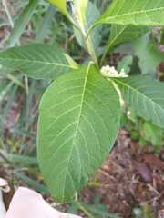 Iochroma arborescens