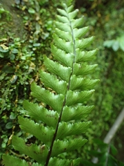 Hymenasplenium unilaterale