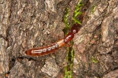 Xantholinus