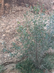 Fraxinus anomala