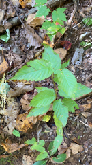 Betulaceae
