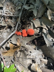 Tubifera ferruginosa