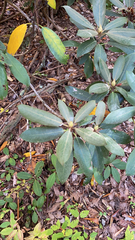 Rhododendron maximum
