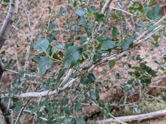 Fraxinus anomala