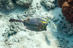 Acanthurus tractus
