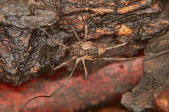 Oligolophus tridens