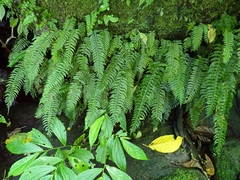 Hymenasplenium unilaterale