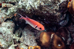 Myripristis jacobus