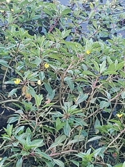 Ludwigia peploides