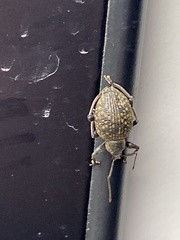 Otiorhynchus armadillo