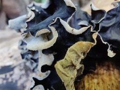 Auricularia nigricans