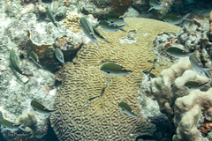 Azurina multilineata