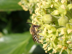 Colletes hederae