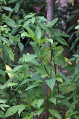 Hygrophila pogonocalyx