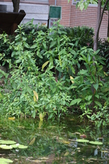 Hygrophila pogonocalyx