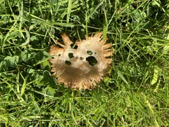 Cuphophyllus pratensis