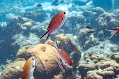 Azurina multilineata