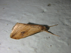 Evergestis forficalis