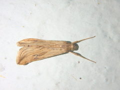 Evergestis forficalis