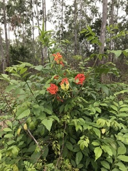 Gloriosa
