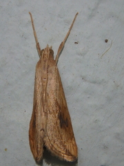 Evergestis forficalis