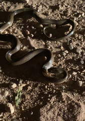 Lycodonomorphus rufulus