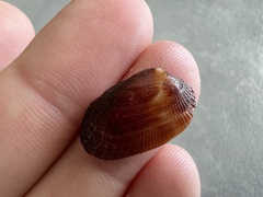 Barbatia