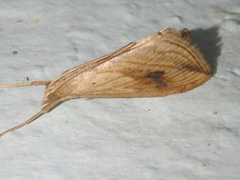 Evergestis forficalis