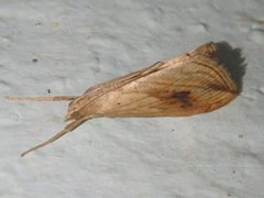 Evergestis forficalis