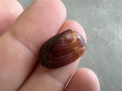Barbatia