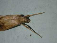 Evergestis forficalis