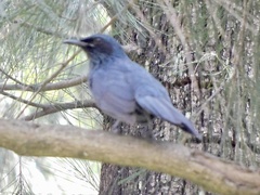 Melanotis caerulescens