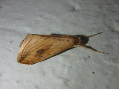 Evergestis forficalis