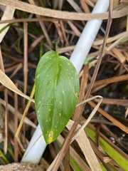 Pontederia cordata