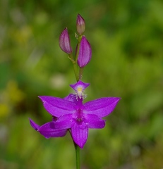 Calopogon tuberosus
