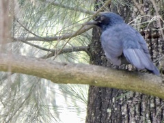 Melanotis caerulescens