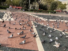 Columba livia domestica