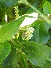 Cosmoclopius poecilus