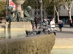 Columba livia domestica