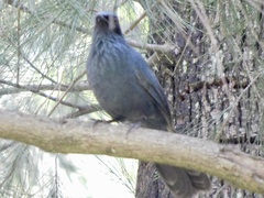 Melanotis caerulescens