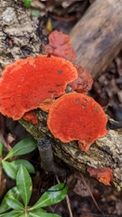 Trametes coccinea