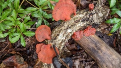 Trametes coccinea