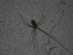Holocnemus pluchei