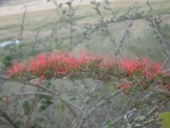 Combretum microphyllum