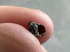 Echinolittorina ziczac